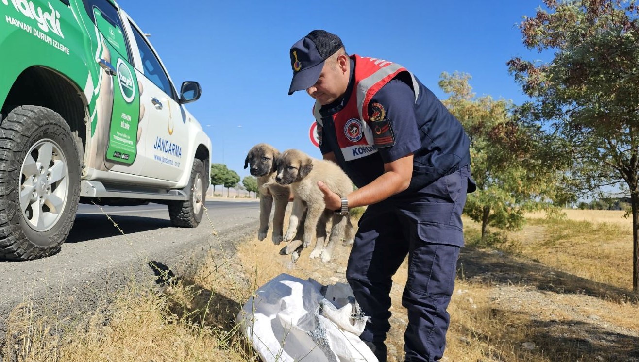 musta cuval icerisinde yavru kopekler bulundu PeWvISLn