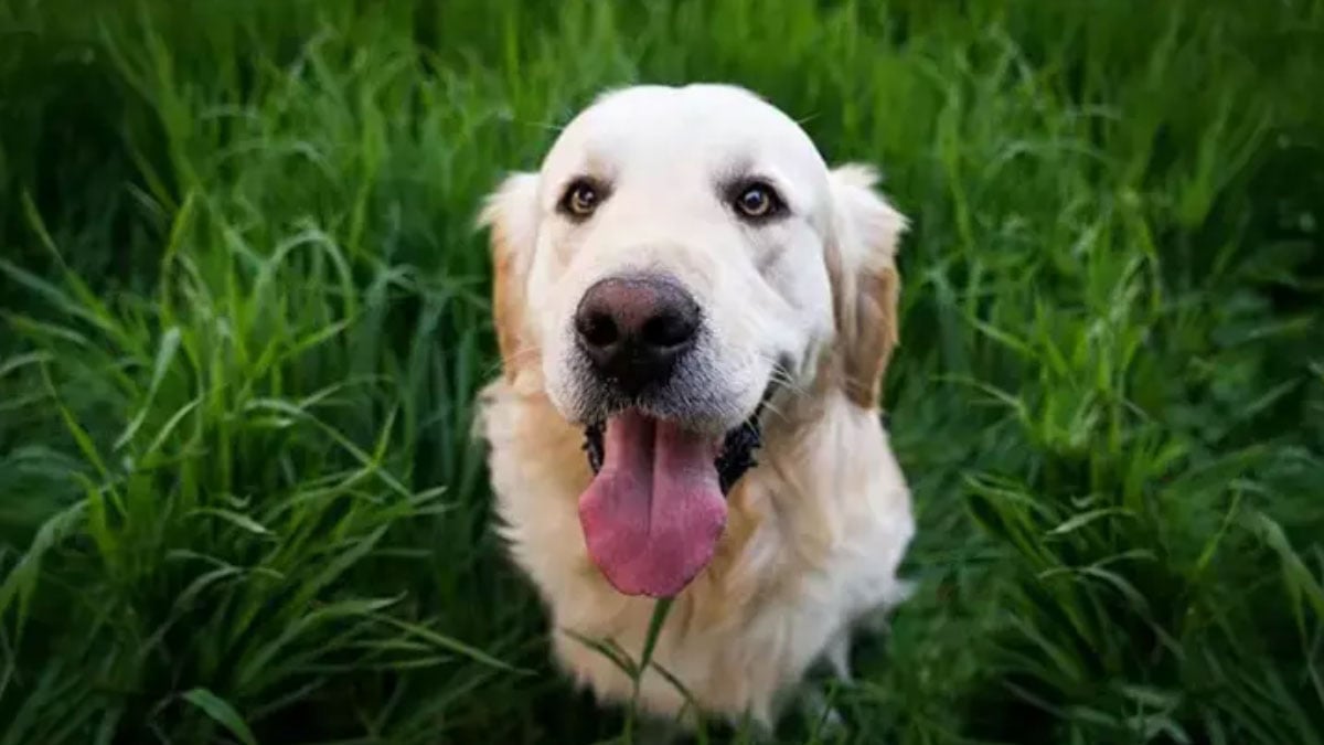 ulkede turist kopeklerle ilgili onemli karar gunluk vergi uygulanacak z8uXhRH7