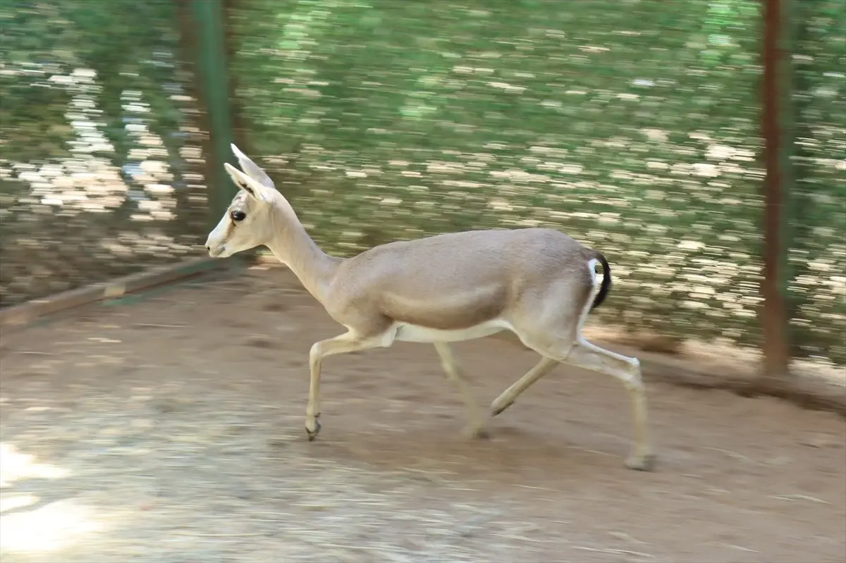 yarali ceylan dogaya donuyor QKuVMiKg