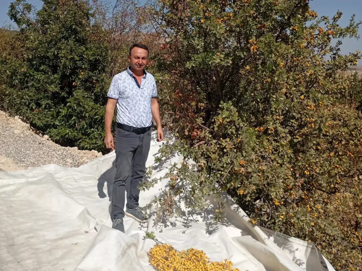 akcadagda alic hasadi devam ediyor lhIJzfFF